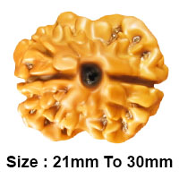 2 Mukhi Rudraksha